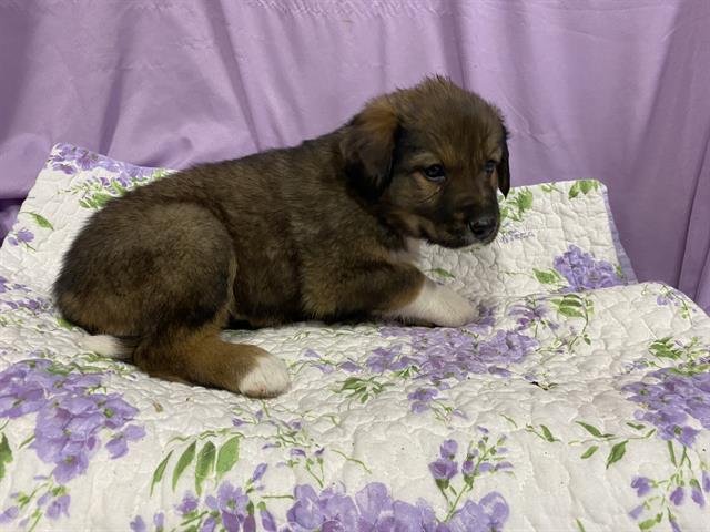 A606831 - Anatolian Shepherd available for adoption