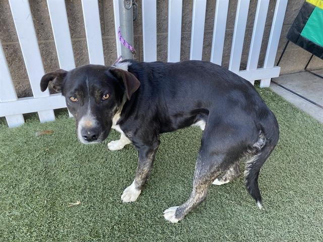 *ASTER - Pit Bull Terrier / Australian Cattle Dog/Blue Heeler available for adoption