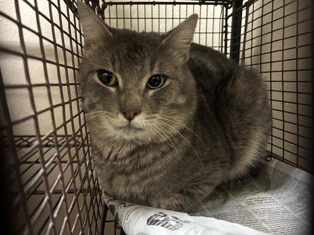 A605090 - Domestic Short Hair available for adoption