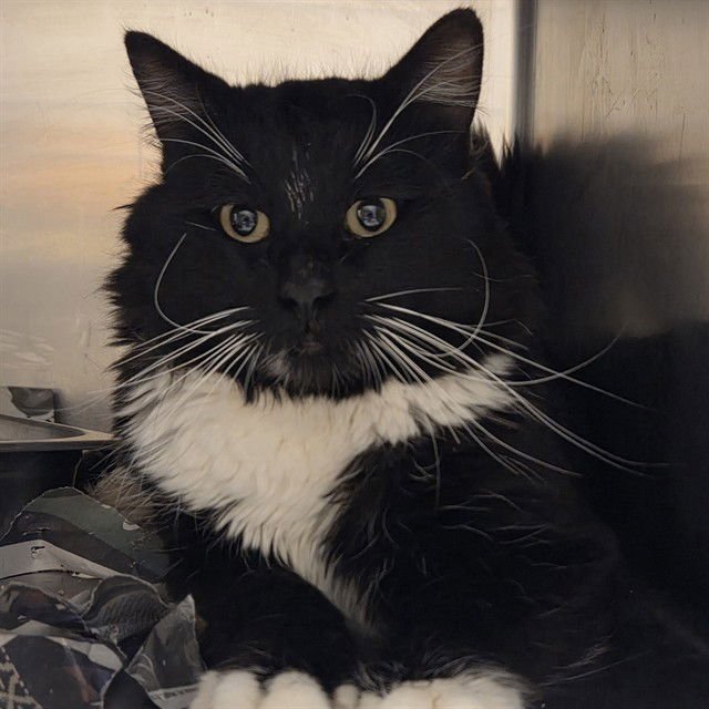 *REMINGTON - Domestic Short Hair available for adoption