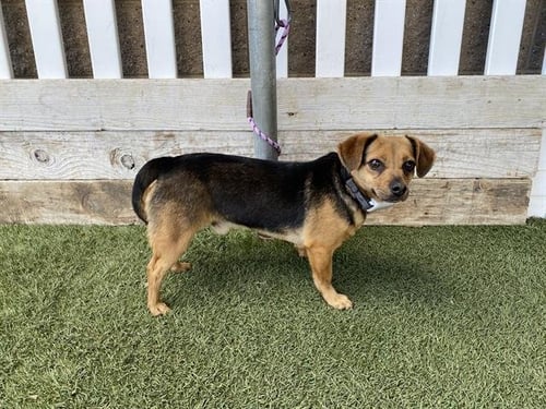 CHICO - Dachshund / Chihuahua available for adoption