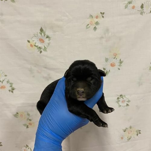 A613154 - Pit Bull Terrier available for adoption