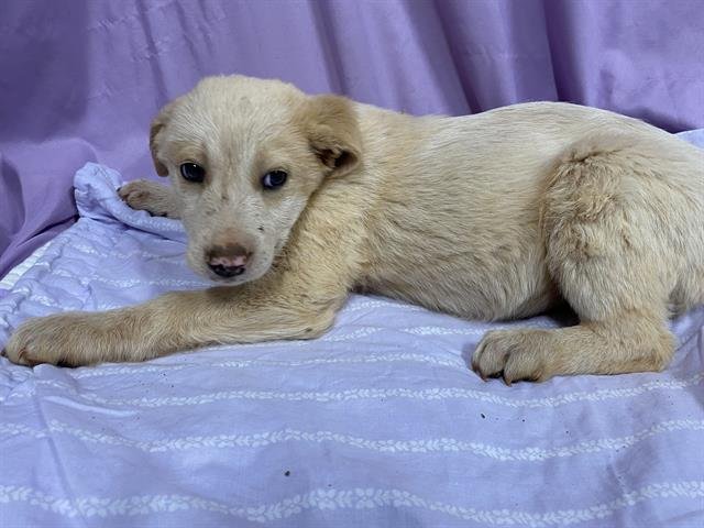 A606883 - Great Pyrenees / Anatolian Shepherd available for adoption