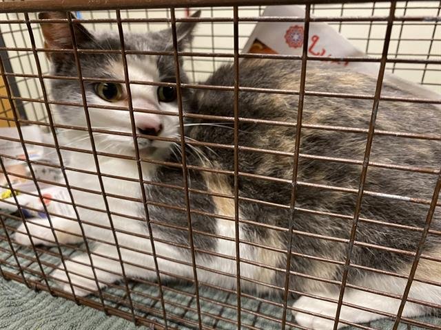 A606529 - Domestic Short Hair available for adoption