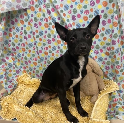 *ANISE - Chihuahua available for adoption