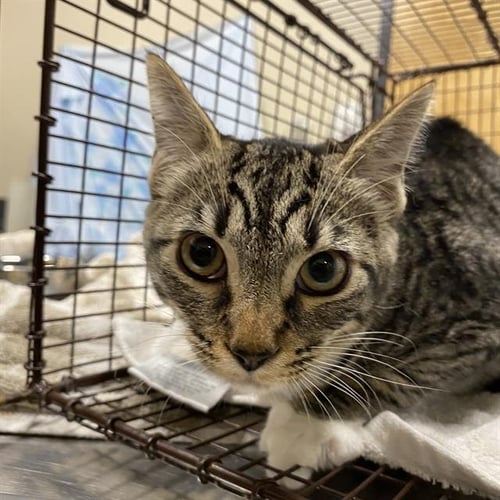 A613004 - Domestic Short Hair available for adoption