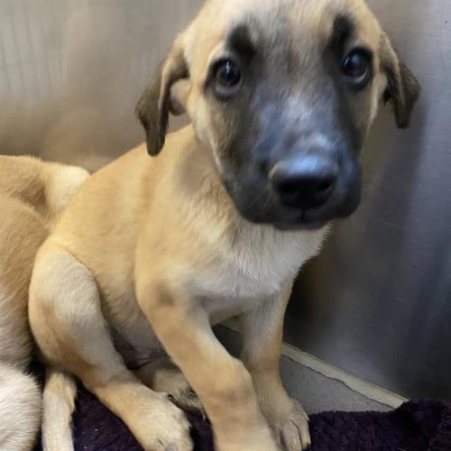 *ABBY - German Shepherd Dog available for adoption