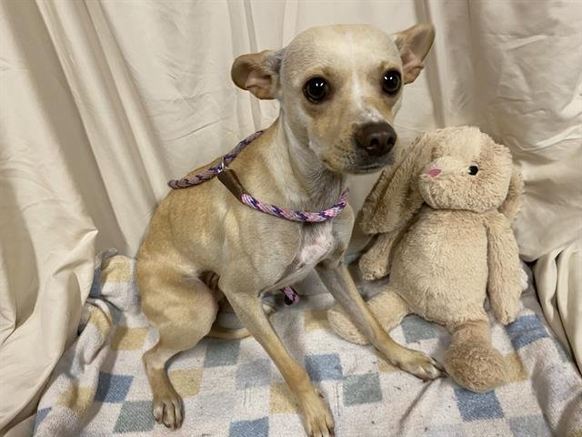 A607839 - Chihuahua available for adoption