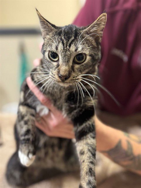 PEBBLES - Domestic Short Hair available for adoption