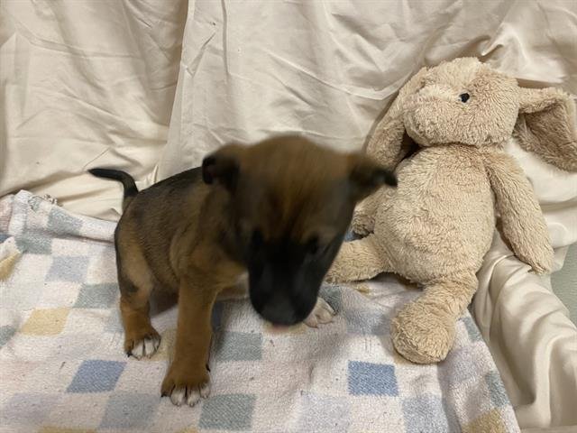 A607987 - Queensland Heeler available for adoption