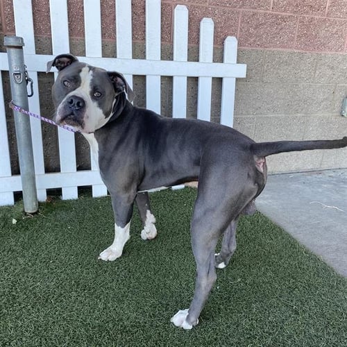 *FISHER - Pit Bull Terrier available for adoption