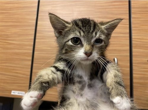 *LUIGI - Domestic Medium Hair available for adoption