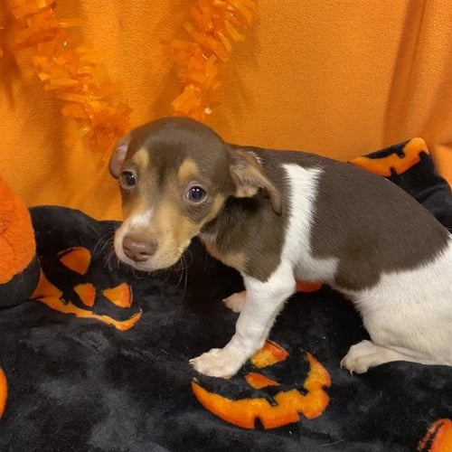 *COOKIE - Rat Terrier available for adoption