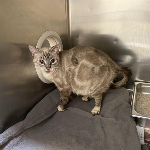 A613111 - Domestic Short Hair available for adoption