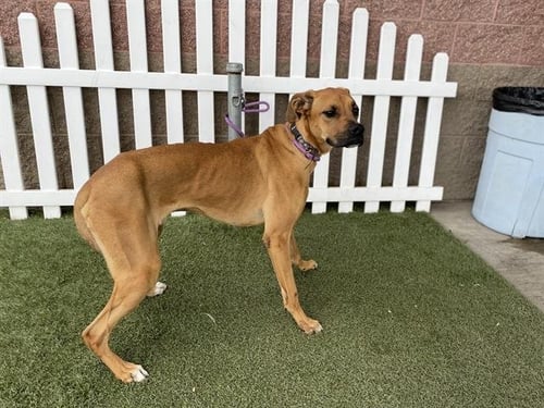 ZEUS - Pit Bull Terrier available for adoption