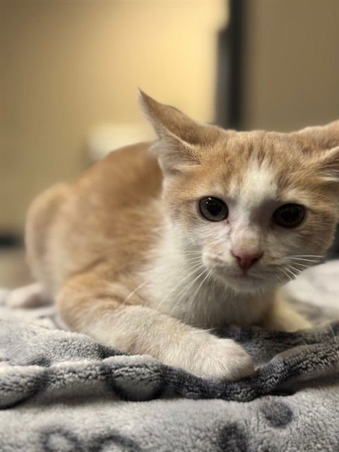 A606649 - Domestic Short Hair available for adoption