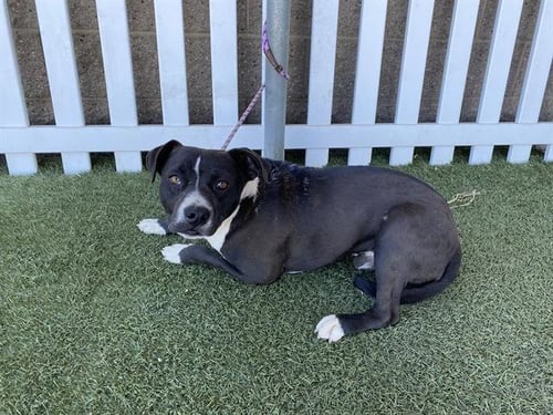 *PEPE - Staffordshire Bull Terrier available for adoption