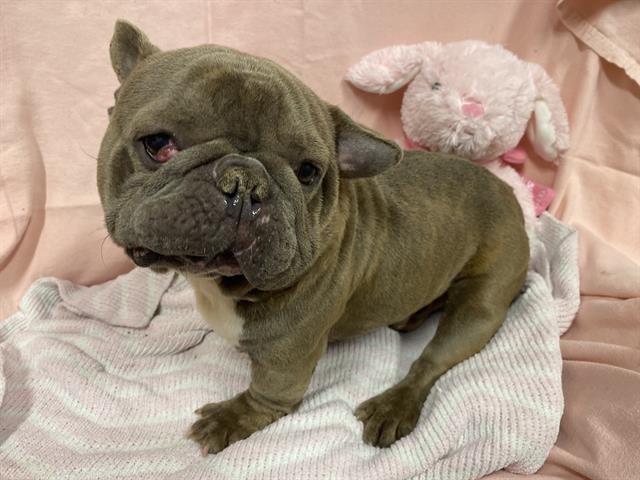 *YODA - French Bulldog available for adoption