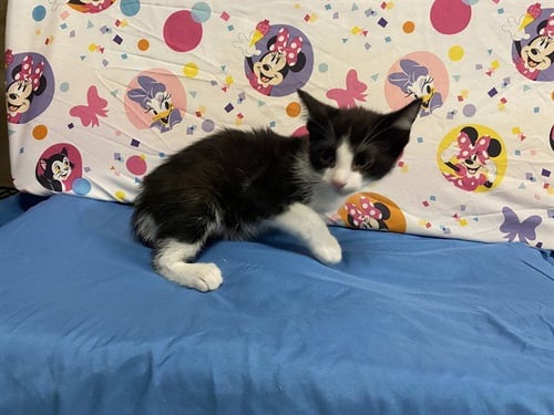 A612736 - Domestic Short Hair available for adoption