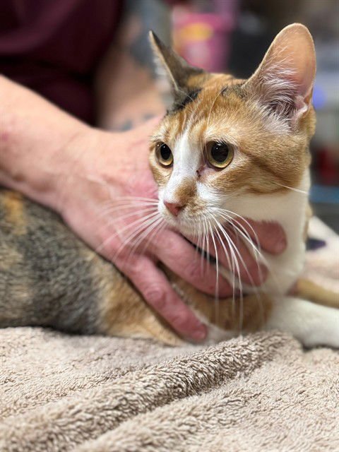 MUFFINS - Domestic Short Hair available for adoption