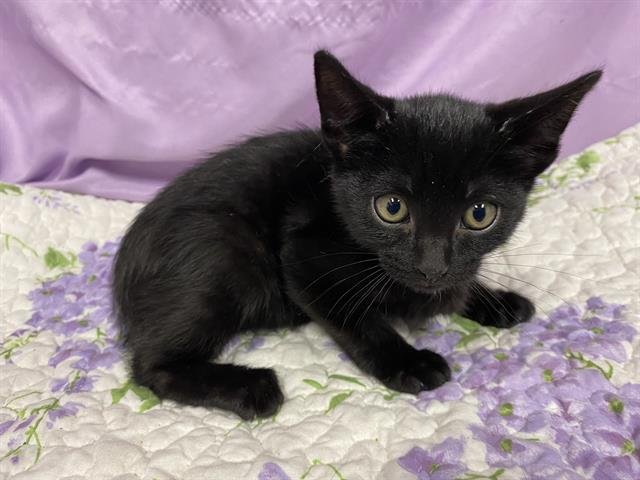 A606738 - Domestic Short Hair available for adoption