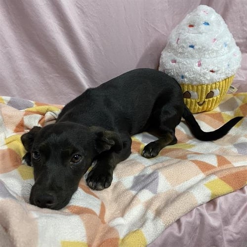 *PICO - Chihuahua available for adoption