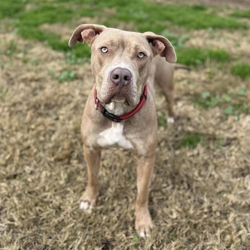 *MOXIE - Pit Bull Terrier available for adoption