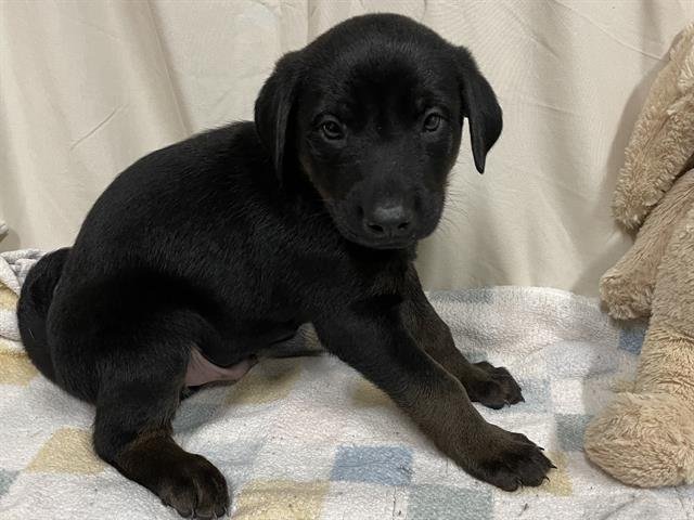 A607851 - Labrador Retriever available for adoption