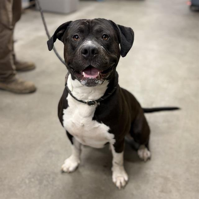 *ANGUS - Pit Bull Terrier available for adoption