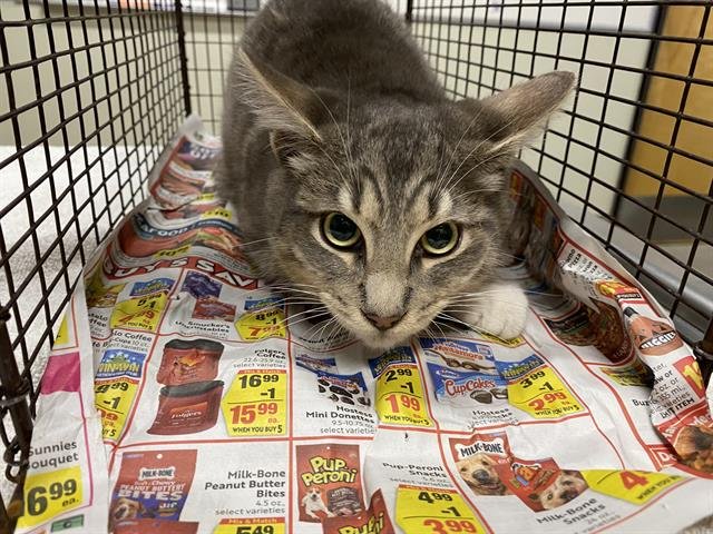 A607504 - Domestic Medium Hair available for adoption