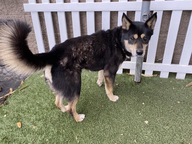 *IAN - Siberian Husky available for adoption