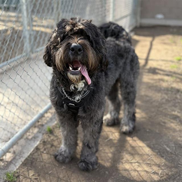 *SETH - Poodle (Standard) / Labrador Retriever available for adoption