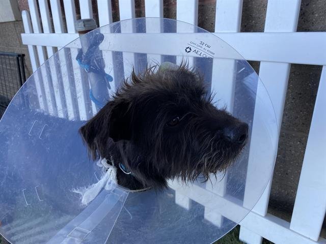 *BARKLY - Irish Wolfhound available for adoption