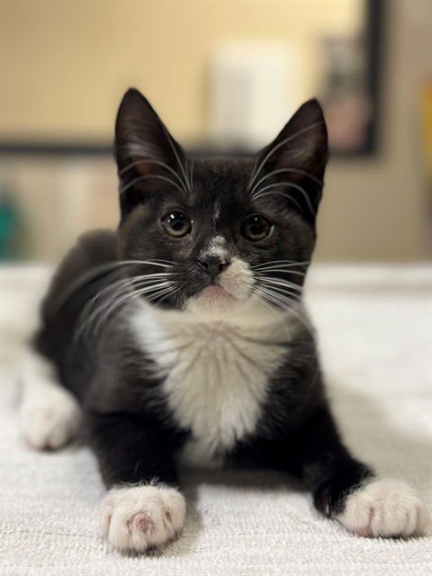 *ROO - Domestic Short Hair available for adoption