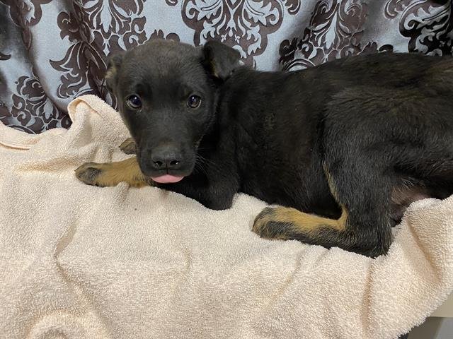 A607791 - German Shepherd Dog available for adoption