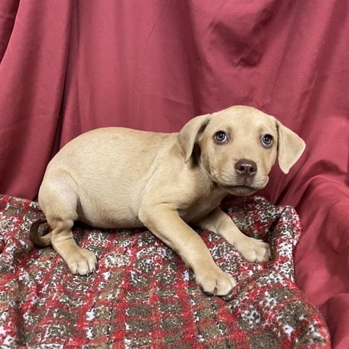 *COCOA - Pit Bull Terrier available for adoption