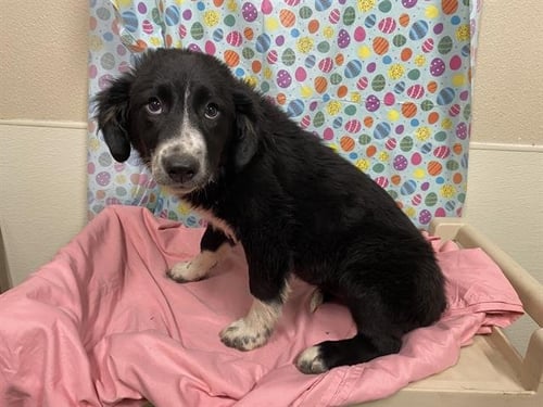 *MEADOW - Border Collie available for adoption