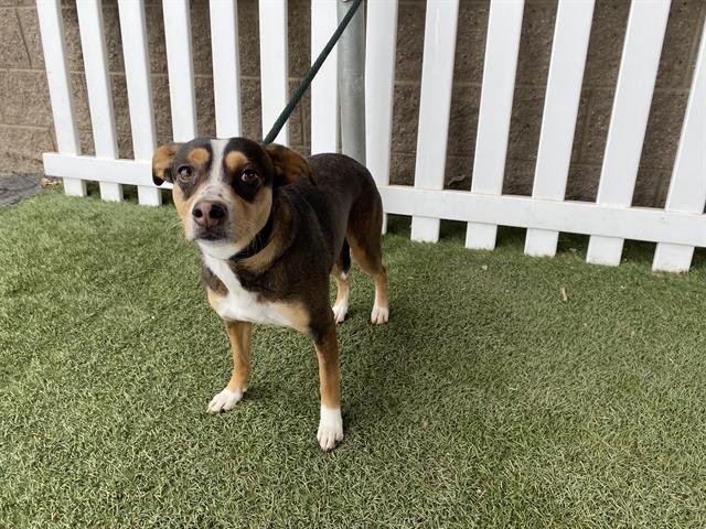 *NOVA - Chihuahua available for adoption