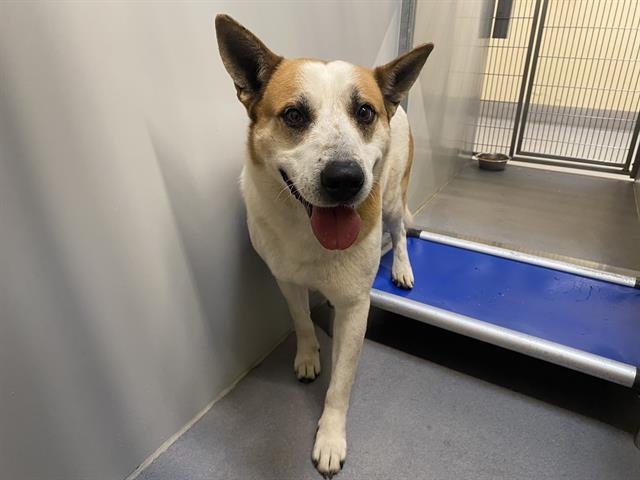 *ROMY - German Shepherd Dog / Australian Cattle Dog/Blue Heeler available for adoption