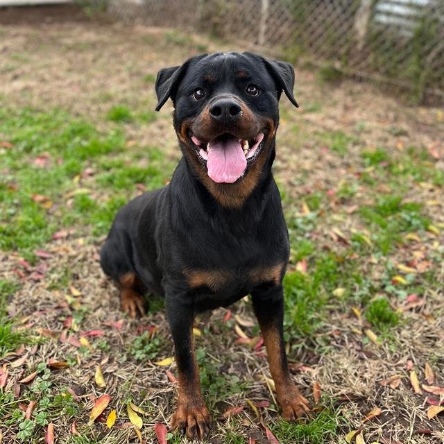 *ATHENA - Rottweiler available for adoption