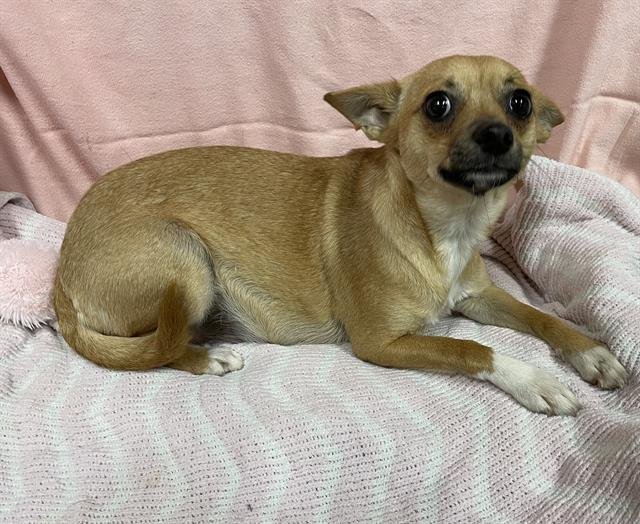 *ANGELICA - Chihuahua available for adoption