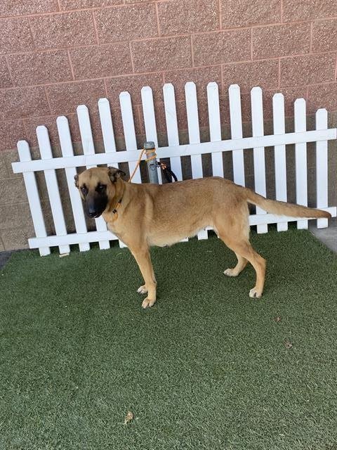 A606895 - German Shepherd Dog available for adoption