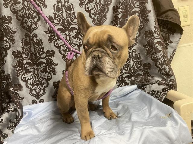 *O'MALLEY - French Bulldog available for adoption