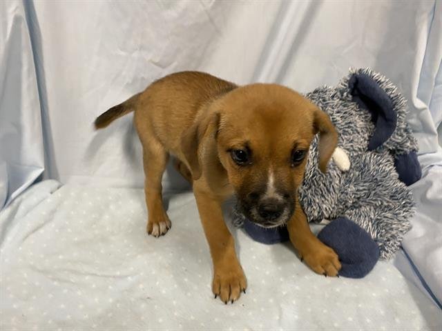 *PEANUT - Pit Bull Terrier available for adoption