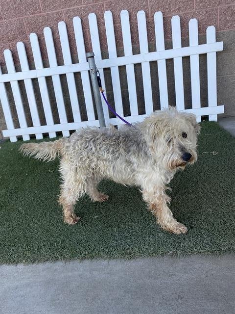 SCHAUTZIE - Miniature Schnauzer available for adoption