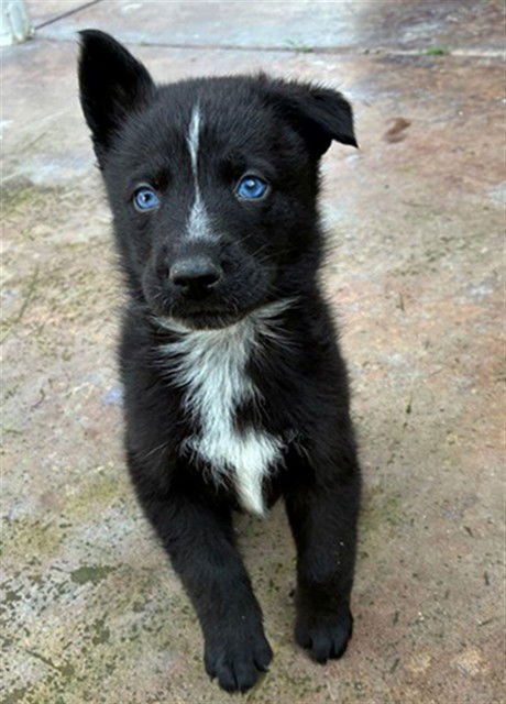 *OZZY - Border Collie / German Shepherd Dog available for adoption