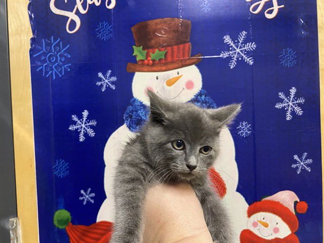 ASTRO - Domestic Medium Hair available for adoption