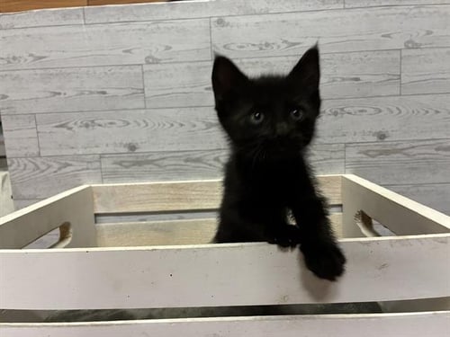 A610511 - Domestic Medium Hair for adoption in Modesto