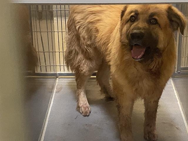 WHISKEY - Great Pyrenees available for adoption