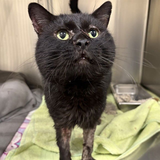 A606661 - Domestic Long Hair available for adoption